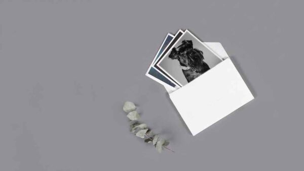 White envelope with black and white photos of a dog, next to eucalyptus leaves on a grey background.